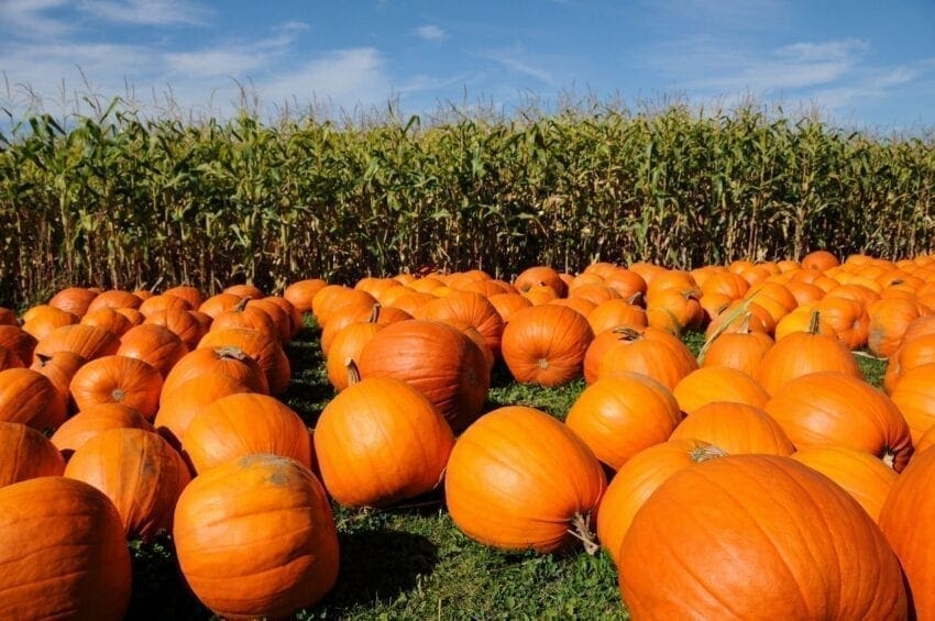 Twin Cities Pumpkin Patches