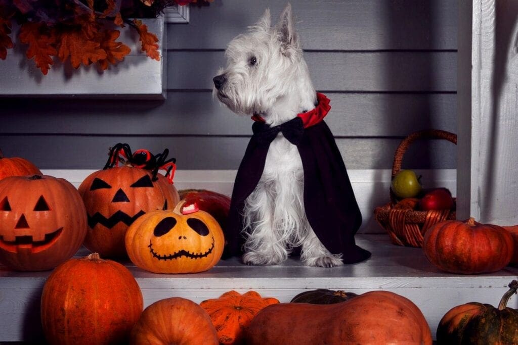 halloween pumkins and dogs