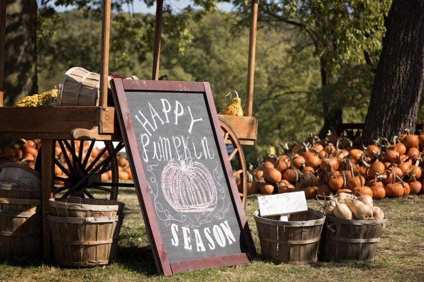 MN Pumpkin Patch